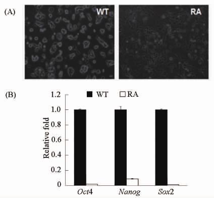 10 Cdk6 ES 961 LIF RNA Western Fig 2A Real- Cdk6 RA LIF time RT-PCR Oct4 mrna 1% Sox2 10% Nanog 1% RA Cdk6 ES ES Fig 2B Fig 3C ES Cdk6 Cdk6 ES 2 3 Cdk6 shrna Cdk6 ES Cdk6 ES Cdk6 2 RNA Cdk6 shrna1 2