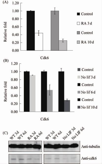 962 28 Fig 3 Cdk6 expression level decreased after ES cell differentiation A Reduction of Cdk6 expression level in ES cells cultured in RA-induced cell differentiation ES cells were cultured in the