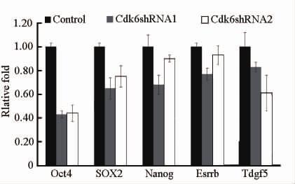 in ES cells cultured in LIF withdrawn induced cell differentiation ES cells were cultured in medium without LIF for 3 6 and 10 days The mrna expression level of Cdk6 was measured by quantitative