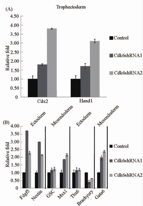 10 Cdk6 ES 963 ectoderm Fgf5 cyclins mesendoderm Msx1 cyclin-dependent kinase Cdks Cdk6 cyclin-dependent kinase ES inhibitor CKIs Fig 6 The change of differentiation-related gene expression in ES