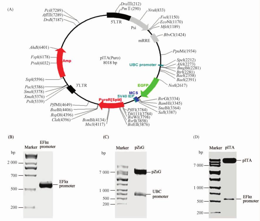 11 pita-hbp1 1047 Fig 1 The lentiviral vector of pita was constructed by EF1α promoter inserted A The map of lentiviral vectors of pzsg and pita B PCR product of EF1α promoter PCR product was