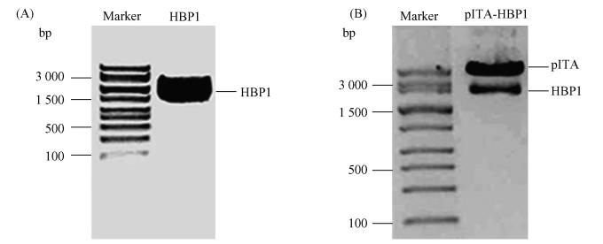 1048 26 Fig 2 The lentiviral vector of pita-hbp1 was constructed by HBP1 cdna inserted into pita A PCR product of transcription factor HBP1 gene PCR product was separated in 1% agarose