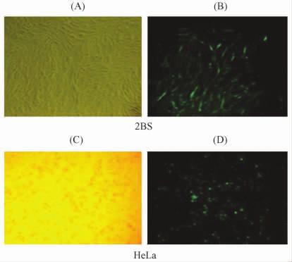 fragment lengths of pita and HBP1 were 8 018 bp and 1 545 bprespectively Fig 3 Fluorescence detection for EGFP introduced into 2BS A B and HeLa cells C D by lentiviral vector pita before puromycin