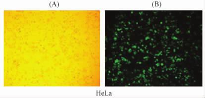 Cells were transfected with pita- EGFP and then taken pictures under white light or fluorescence at day 1 after transfection The number of cells with EGFP expression were compared with that of cells