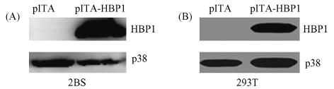 11 pita-hbp1 1049 Fig 5 Transcription factor HBP1 can be efficiently expressed in 2BS cells A and 293T cells B by lentiviral vector pita Level of HBP1 was determined by Western blot analysis of 2BS