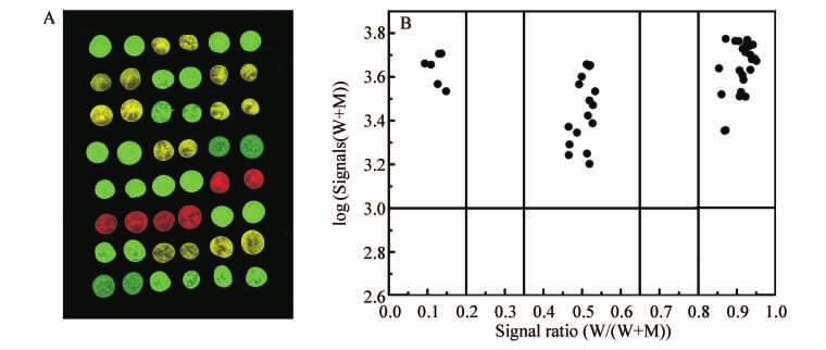 5 C677T 24 Fig. 5 Results of SNP detection of 24 samples based on bead array and dual-color hybridization assayed for C677T locus.