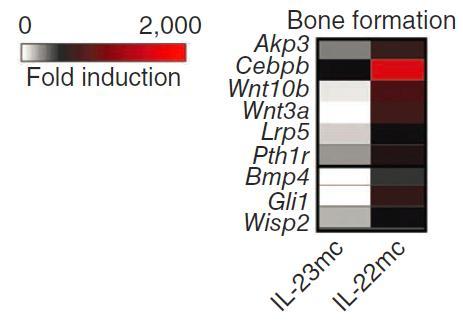 IL-22 induces a bone remodeling program Assessment of pstat3 by flow cytometry