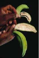 Καταγωγή και ταξινόµηση ειδών µπανάνας Η µπανάνα και το πλαντέϊν (Musa) κατάγονται από τις περιοχές της νοτιοανατολικής Ασίας, απ όπου διαδόθηκαν στην Ινδία, την Αφρική και την τροπική Αµερική.