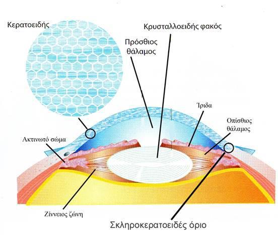 1.2 Ο ΚΕΡΑΤΟΕΙΔΗΣ ΧΙΤΩΝΑΣ 1.2 Ο ΚΕΡΑΤΟΕΙΔΗΣ ΧΙΤΩΝΑΣ 1.2.1 Εισαγωγή Ο κερατοειδής είναι ο πρόσθιος χιτώνας του ματιού και φυσιολογικά στερείται αγγείων εξασφαλίζοντας την, απαραίτητη για την όραση μας, διαφάνεια.