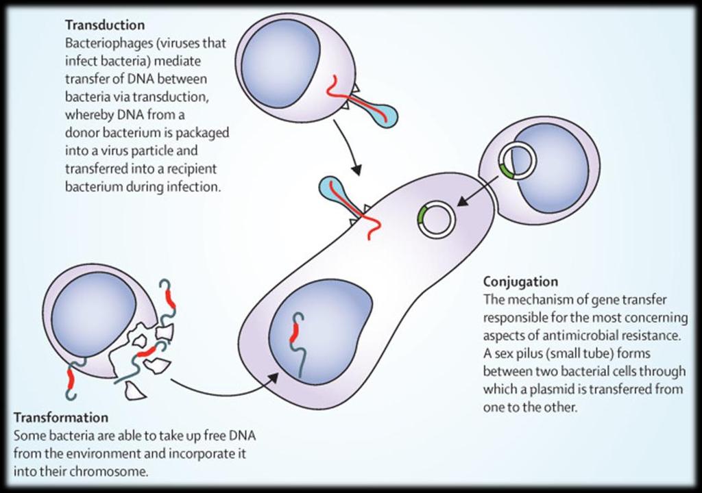 γενετικοί μηχανισμοί επίκτητης αντοχής απόκτηση εξωγενούς γενετικού υλικού από άλλα βακτήρια,