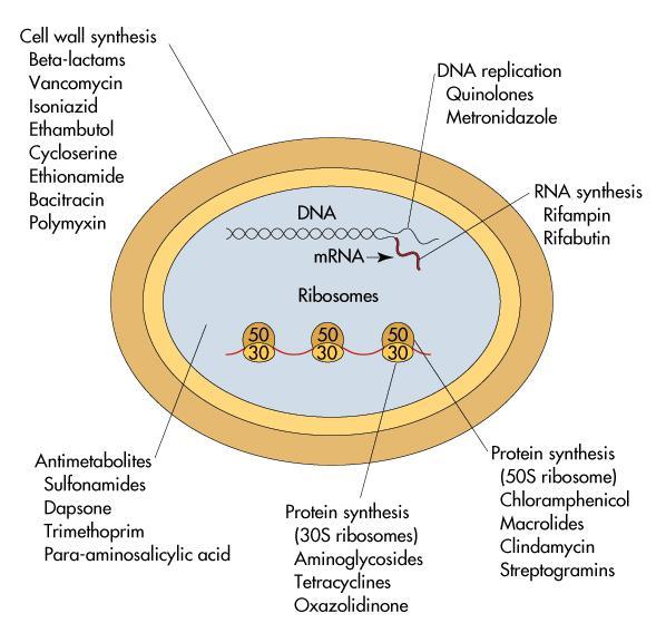 στόχοι δράσης των αντιβιοτικών Σύνθεση Κυτταρικού τοιχώματος Πολλαπλασιασμός βακτηριακού DNA