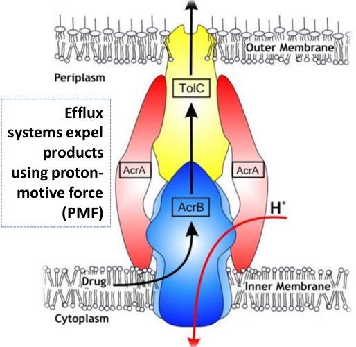 συστήματα αντλιών ενεργητικής αποβολής του αντιβιοτικού Efflux system Efflux system αποτελείται από 3 πρωτεΐνες 1 η στην κυτταροπλασματική μεμβράνη «η αντλία» (the pump) 2 η