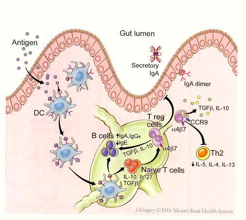 FPIES - Παθοφυσιολογία Αλλεργική μή IgE-μεσολαβούμενη φλεγμονή Τ λεμφοκύτταρο καί κυτταροκίνες εντερική φλεγμονή αύξηση διαβατότητος εντερικού επιθηλίου απώλεια υγρών στον εντερικό αυλό Τροφική ανοχή