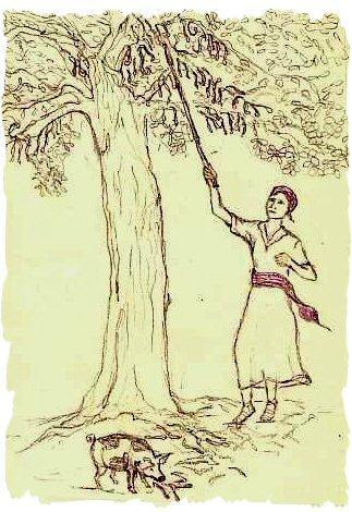 Plant and Soil, 1995, 172; 199-206 / Field Crops Research, 2005, 91; 1 6 / Carob tree. Ceratonia siliqua L.