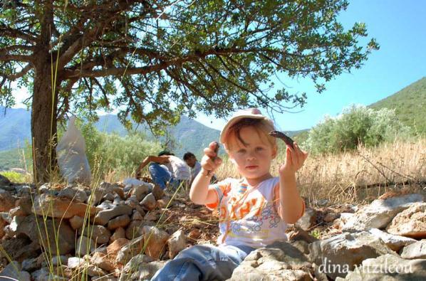 Συγκέντρωση χαρουπιών κατά τα τελευταία 10 χρόνια χρόνια