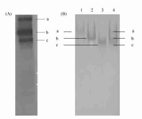 362 24 Sephacryl S2200 Phenyl Sepharose, Fig12, 2, 2, 1, 2, Phenyl Sepharose,.,,, Phenyl Table 1 Purification of Nereid proteinase Sepharose,. Sephacryl 200 Phenyl Sepharose Table 1.,, 75 %, 60,.