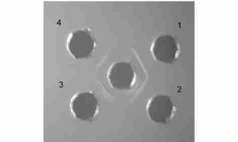8 The antigen2antibody reaction of the Nereid proteinase and antiserum The serum antibody was in the middle well, the samples around were 1 gπ l, 2 gπ l, 3 gπ l and 4 gπ l, respectively.