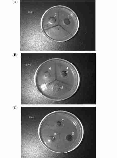 4 : 365,. S2251,.,. :. ( References) Fig. 9 Fibrinolytic activity of b strip on fibrin plates (A) 1 :no inhibitor ; 2 :PMSF as inhibitor ; 3 :DMSO as inhibitor.