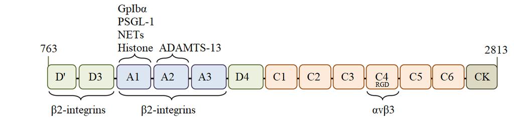 Το μέγεθος των πολυμερών του VWF ρυθμίζεται από τη μεταλλοπρωτεάση ADAMTS-13 A