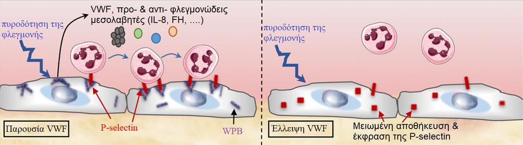 Ο έμμεσος ρόλος του παράγοντα von Willebrand στη φλεγμονή Ο VWF διαδραματίζει κρίσιμο ρόλο στον σχηματισμό των WPBs Παρουσία VWF Τα WPBs εκκρίνονται και απελευθερώνουν το περιεχόμενό τους