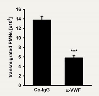 Μετανάστευση PMNs [x10 5 ] Μετανάστευση PMNs [x10 5 ] Ο άμεσος ρόλος του παράγοντα von Willebrand στη φλεγμονή In vivo μελέτες Ο VWF μεσολαβεί στην πρόσληψη