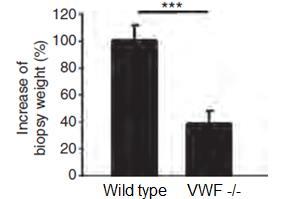 myeloperoxidase Denis C.