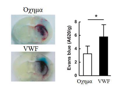 διαπερατότητα VWF, παράγοντας von Willebrand / α-vwf, anti-von Willebrand factor / PBS, phosphate -buffered saline / VEGF, vascular endothelial growth factor Hillgruber et al.