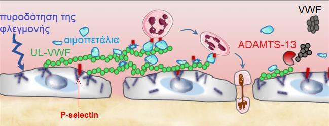 Τα προσκολλημένα αιμοπετάλια επί των UL-VWF επηρεάζουν την ακεραιότητα του ενδοθηλιακού φραγμού και προάγουν της εξαγγείωση των λευκοκυττάρων.