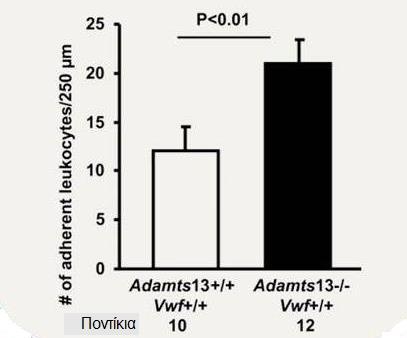 # προσκολλημένων λευκοκυττάρων / 250μm Η ADAMTS-13 ως ρυθμιστής της φλεγμονώδους δραστικότητας του VWF Αυξημένη προσκόλληση λευκοκυττάρων σε φλεγμονή μεσεντέριων φλεβιδίων ADAMTS13 -/- ποντικού Η