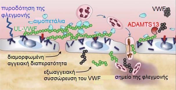 Μηχανισμοί της μεσολαβούμενης από τον παράγοντα von Willebrand φλεγμονής Άμεση αλληλεπίδραση μεταξύ VWF και λευκοκυττάρων (χαμηλή διατμητική τάση φλεβική ροή) Αύξηση της αγγειακής διαπερατότητας