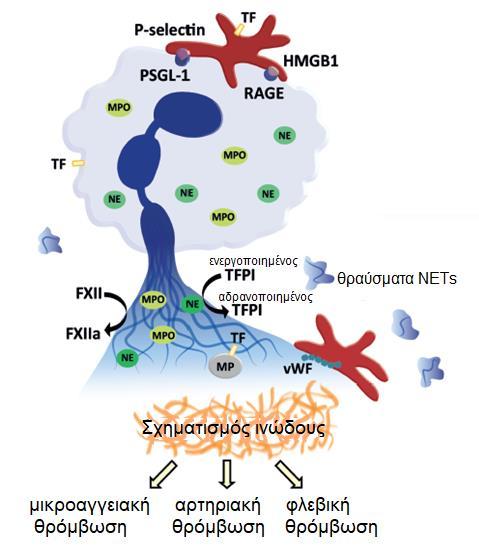 Ο παράγοντας von Willebrand και τα Neutrophil Extracellular Traps Μία επιπλέον σύνδεση του VWF και της φλεγμονής Ένας νέος παίκτης της ανοσοθρόμβωσης είναι τα Neutrophil Extracellular Traps.