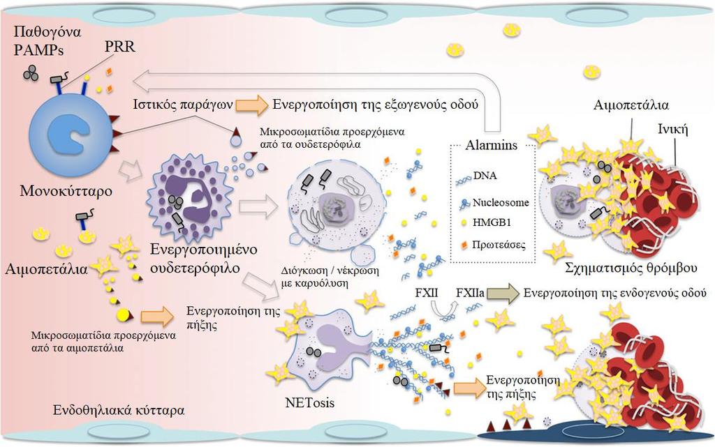 Ανοσοθρόμβωση Immunothrombosis. υπογραμμίζοντας την περίπλοκη σύνδεση ανάμεσα στην αιμόσταση και στη φλεγμονή. Έτσι, αναδύθηκε ο όρος «ανοσοθρόμβωση».