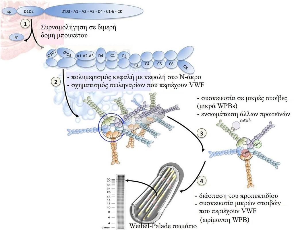 Σχηματισμός των σωματίων Weibel-Palade (WPBs) Στα ενδοθηλιακά κύτταρα η βιοσύνθεση του VWF διακρίνεται από μια σειρά διαδοχικών βημάτων που οδηγούν τελικά στην ενσωμάτωσή του στα αποθηκευτικά
