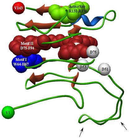 A) Cartoon display of the three-dimensional structure of with α-helix, β-sheets, and coiled coil regions.
