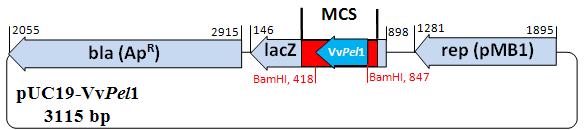 همسانهسازی ملکلی جداسازی تصیف یک ژن پکتات لیاز از... A B C شکل : RT-PCR تایید کلنیهای نترکیب ساختار ناقل نترکیب A( puc19- تکثیر ژن الکترفرز ری ژل آگارز / درصد که منجر به تلید یک تک باند منفرد شده است.