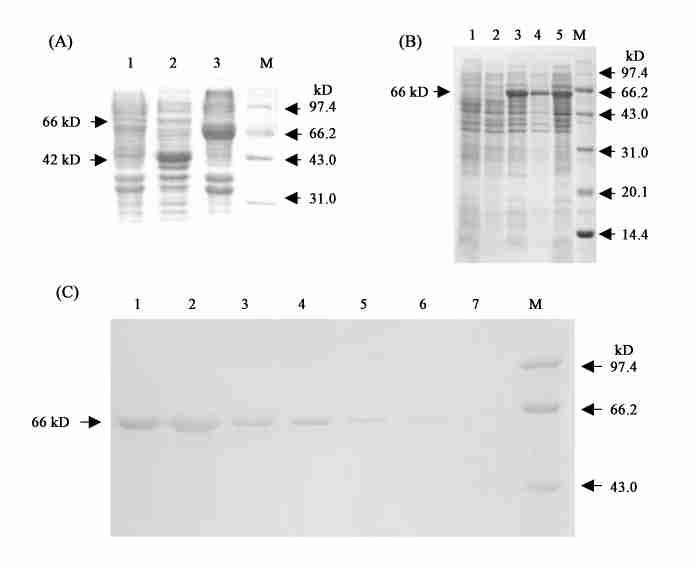 2 :Angioarrestin(hARP1) C FD 139 Fig 1 Confirmation of MBPΠFD protein by SDS2PAGE analysis (A) Different cell lysate analyzed by SDS2PAGE 1 : E coli BL21 (DE3) ; 2 :Induced pmal2c 2 ΠBL21 ; 3