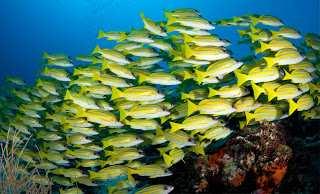 υφάλους (fringing reef) κοραλλιογενείς υφάλους (barrier reef),