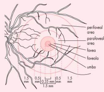 και την έσω αφοριστική στιβάδα. Η παραβοθρική περιοχή (parafoveal area) πάχους 0.5mm περιβάλλει σαν δακτύλιος το κεντρικό βοθρίο και έχει ραβδία και κωνία σε ίση αναλογία 1:1.