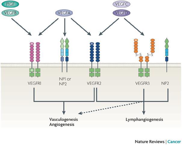 Όλα τα μέλη VEGF παραγόντων δεσμεύονται σε κυτταρικούς υποδοχείς (VEGFRs) και πυροδοτούν κυτταρικές αποκρίσεις.