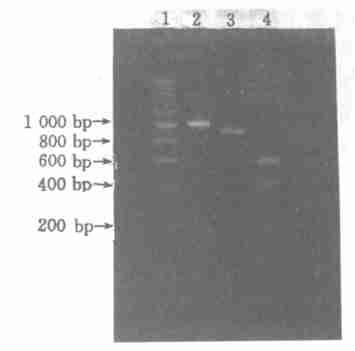 8 () 29 1PCR 1. PCR ; 2. DNA F ig. 1E lectrophoresis of PCR p roducts 1. PCR p roducts; 2. 200 bp DNA ladder 2 1. DNA ; 2. ; 3. P stg ; 4. B am H g F ig.
