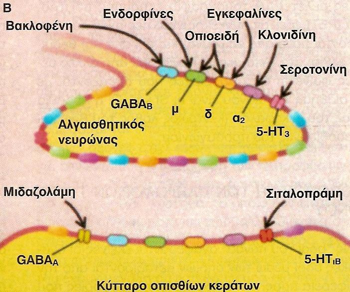 Εικόνα 4: Ενδογενή αναλγητικά συστήματα. Φασουλάκη Α. Αναισθησιολογία, Ιατρικές Εκδόσεις Πασχαλίδη 2005, σελ.