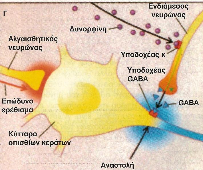 Η ενεργοποίηση τους προκαλεί την απελευθέρωση ανασταλτικών νευροδιαβιβαστών (γλυκίνη, GABA και ενδογενή οπιοειδή όπως η δυνορφίνη) που με τη σειρά τους