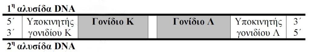 Γ. σπάνε οκτώ δεσμοί υδρογόνου Δ. δεν συμβαίνει κάτι. Μονάδες 2,5 Α9. Στο σχήμα απεικονίζονται δύο γονίδια Κ και Λ και οι υποκινητές τους. Κωδική αλυσίδα είναι: Α.