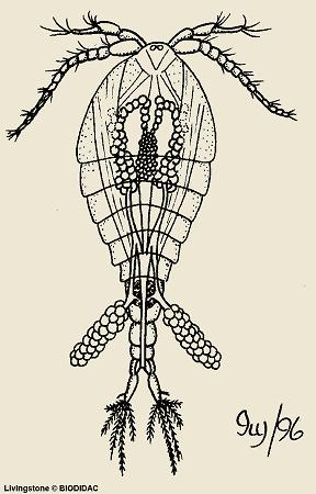 Copepoda Maxillopoda Ενδιάμεσος