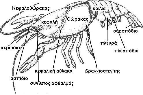 Εξωτερική