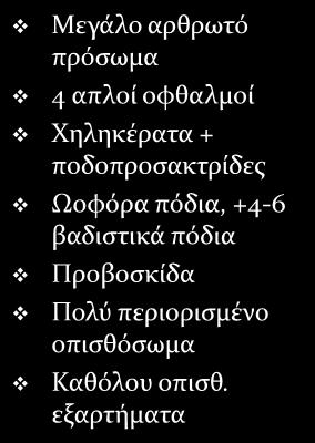 Συγκριτική μορφομετρία 3 Κλάσεων Συνεχής νωτιαίος εξωσκελετός Σύνθετοι + απλοί οφθαλμοί