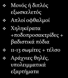 Γεννητική καλύπτρα + 5 οπισθοσωμικά εξαρτήματα Μεγάλο αρθρωτό πρόσωμα 4 απλοί οφθαλμοί