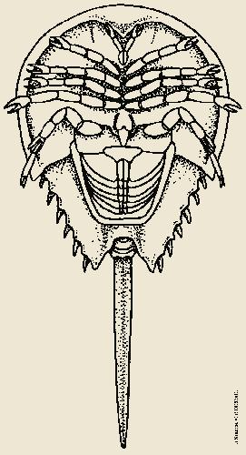 Merostomata Πρόσωμα (με 5 βαδιστικά πόδια) Οπισθόσωμα