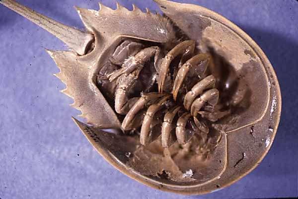 Xiphosura (αρτίγονα θαλάσσια καβούρια)