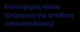 πλάκα